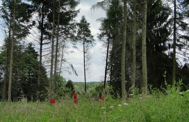 Bispinger Heidezauber - Foto 29