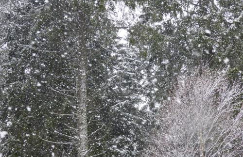 Ferienwohnung Seeblick Nr 1 ,Feldberg Bärental - Foto 28