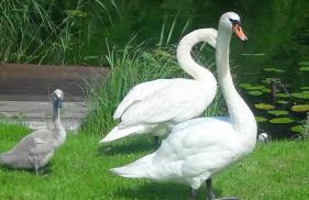 Ferienbungalows am See - Photo 25