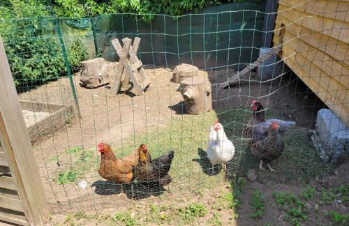 Gite de Beg Menez Le 14 - Gite à la Forêt Fouesnant - Foto 15