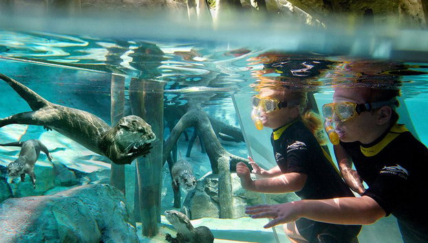 Discovery Cove - Foto 2