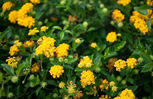 Villa Anna Maria - Foto 58