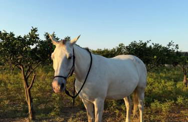 Casale Morillo - Foto 48