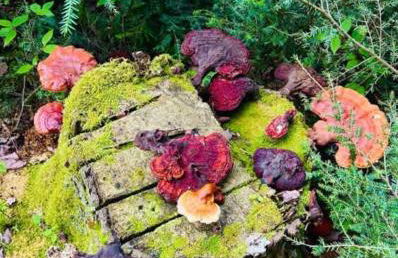 Unique and Private 25ft Waterfall House in Hunter - Foto 62