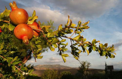 Agriturismo Signorini - Foto 15