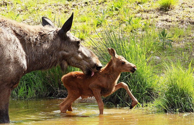 6 Person Holiday Home in Gagnef - Foto 16