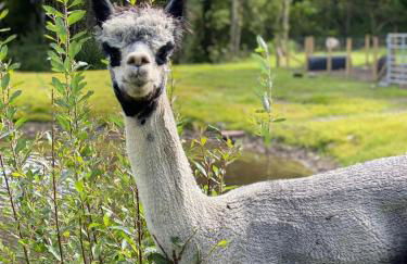 Sycamore Cottage - Photo 32