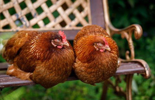 Pond Meadow - Foto 24