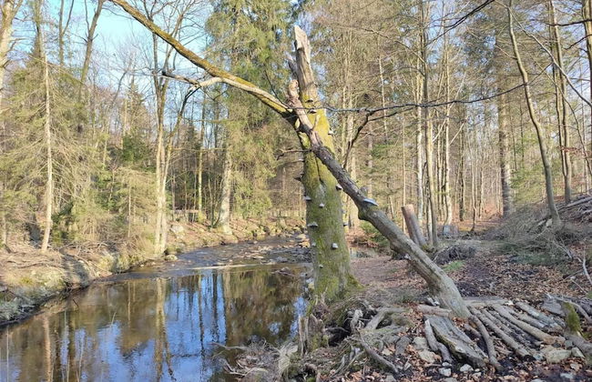 Holiday Homes in the Schierke Harzresort, Schierke - Photo 77