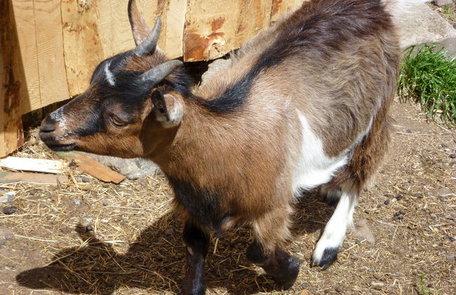 Pension Himmelsbach - Foto 29