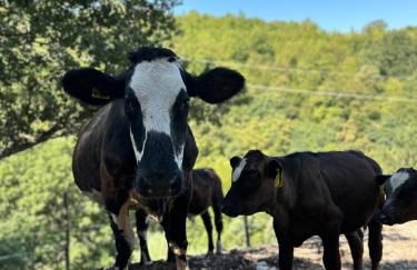 Agriturismo La Vita è Bella - Foto 12