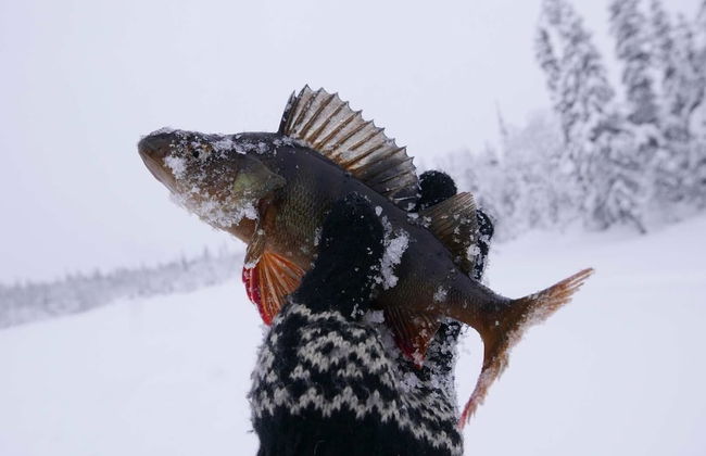 Bear Corner Lodge - Photo 22