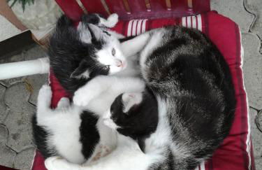 Haus Pfaff - Photo 14