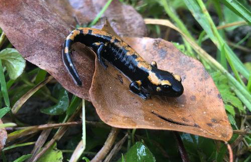 Mountain Cottage Lubomierz - Foto 32