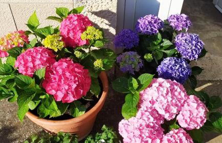 Villa Pina Lumbarda - Foto 51