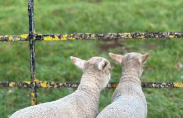 Oak Tree Cottage - Foto 21