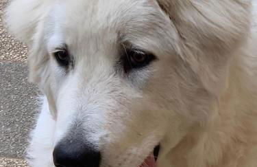 CASALE SOFIA E MARIAGIULIA - Foto 13