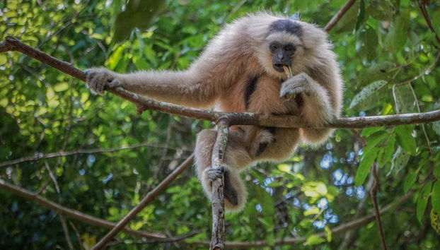 Angkor Wat Zipline - Foto 4