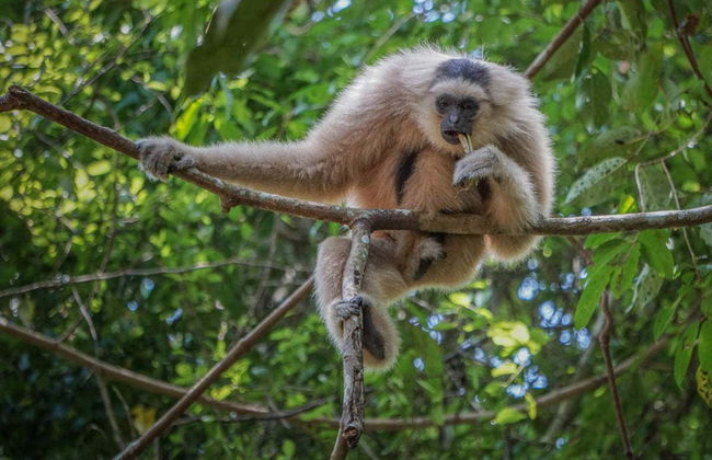 Angkor Wat Zipline - Foto 4