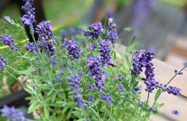 Lawendowy Domek TP - Foto 1