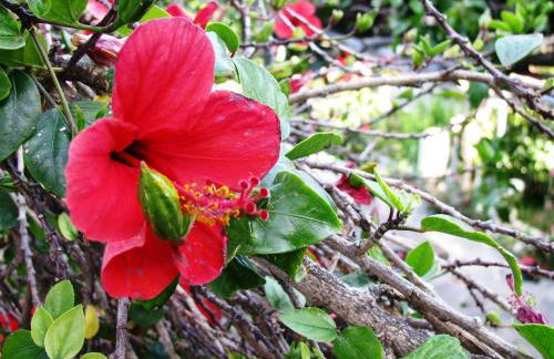 Anna Studios - Foto 48