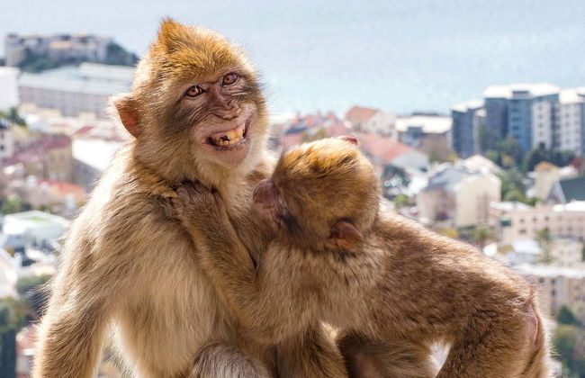 Gibraltar Day Trip - Photo 1