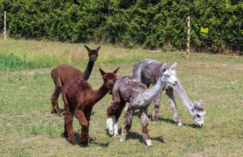 Ferienwohnung auf dem Alpaka-Hof - Foto 8