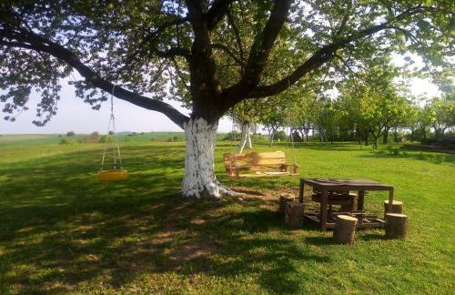 Yellow Rose - Foto 13