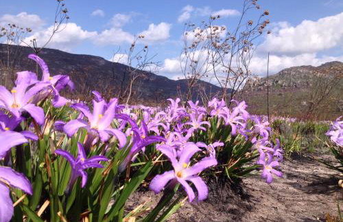 Oforasteiro - Foto 50