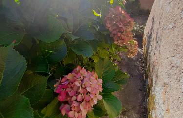 Domaine des Ortinieres - Foto 10