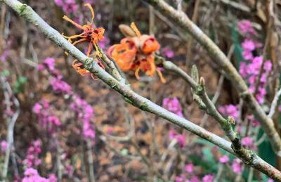 Agro na Wapniarni - Foto 38