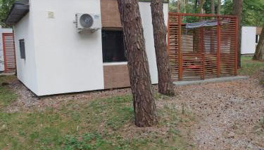 W sosnowym lesie - Foto 4