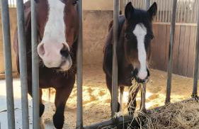 Ferienwohnung Wiesmoor - Ranch - Foto 10