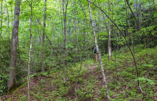 Beech Timber- 30 Acre Secluded Glamping in RRG - Foto 28