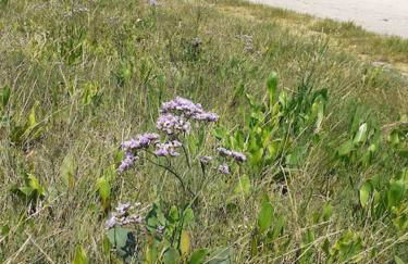Succom'baie au cottage de la Maye - Foto 31