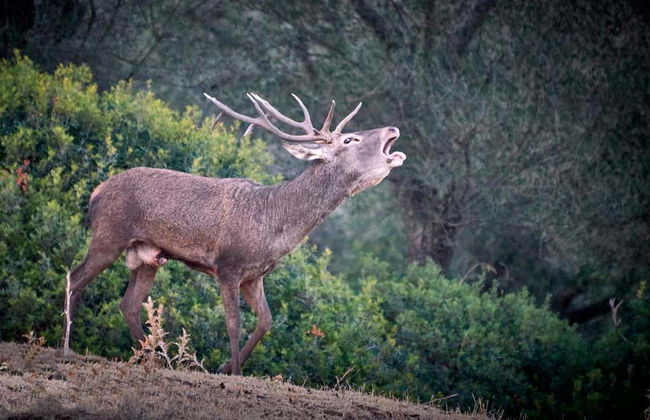 Sierras de Cazorla, Segura & Las Villas Natural Park Tour - Foto 1