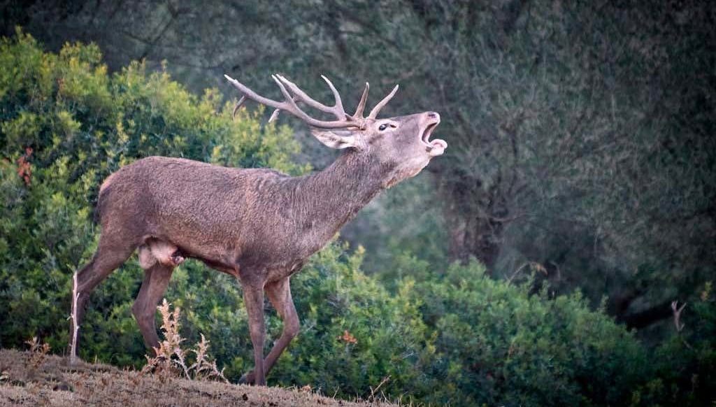 Sierras de Cazorla, Segura & Las Villas Natural Park Tour - Foto 1