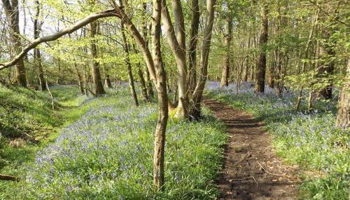 Bluebell Cottage at The Old Tractor Barn - Foto 4