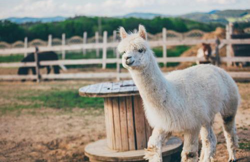 Agroturystyka Nad Łąkami - Foto 45