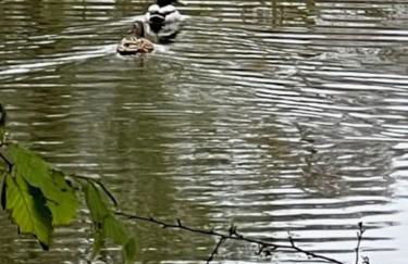 Charming picturesque cottage - nr Tenterden & Rye, pets welcomed - Foto 24