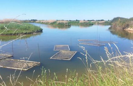 Otonneauxstress - Plagiste - Foto 3