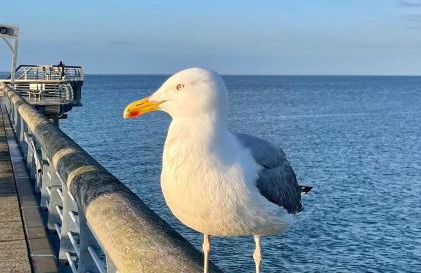 Villa Scharbeutz, Pönitz - Foto 26