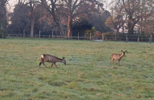 Luxury Shepherds Hut set in a countryside setting - Foto 5