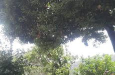 CA DU STEA - Foto 17