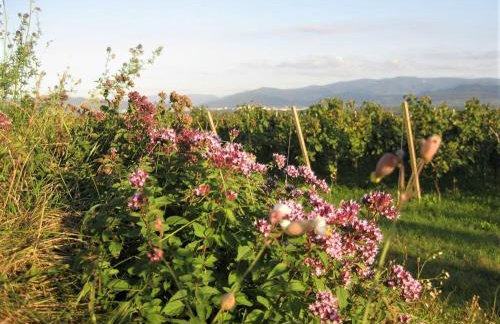 Zum Rebberg Ferienwohnungen - Photo 14