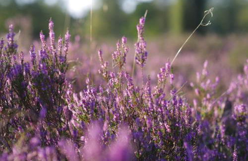 Ferienwohnung Schuur - Buchholz in der Nordheide - Foto 22