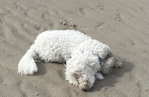 Stella Mare charmante maison proche du Touquet - Foto 31