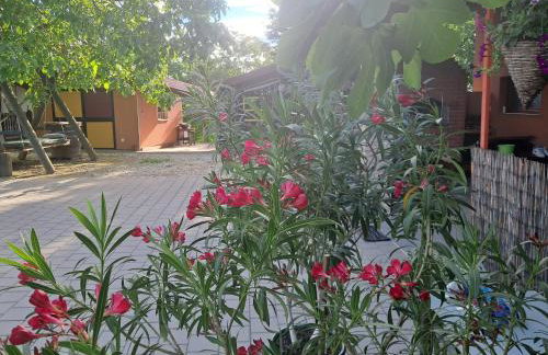 Paun - Photo 40
