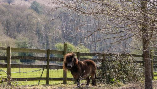 The Cottage at Rocklands Farm - Foto 3
