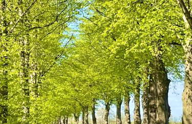 Ferienwohnung Hotel Appartement 2 Schlafzimmer Altes Landhaus Oste mit Terrasse, Grill, Küche, Bad, WLAN, nah am Nordsee Strand - Foto 78